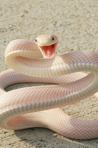 The Enigmatic Serpente Bianco: Nature's Ghost
