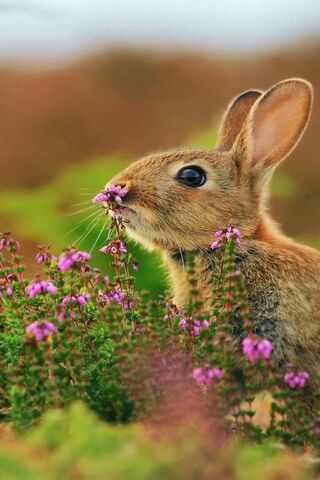 귀여운 토끼