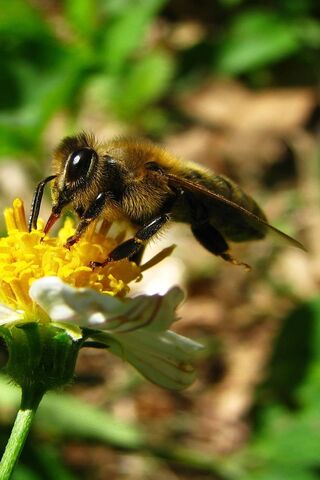 Buzzing Beauty: The Life of a Bee 🐝🌼