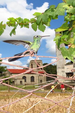 Dancing Jewel: The Hummingbird's Grace