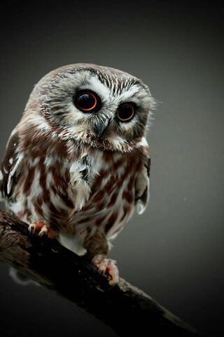 Owls Wallpaper - Download to your mobile from PHONEKY