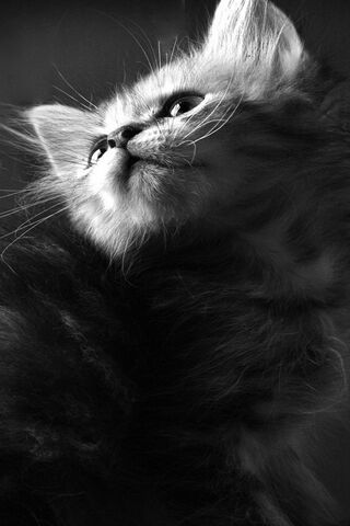 Whiskers in the Spotlig..