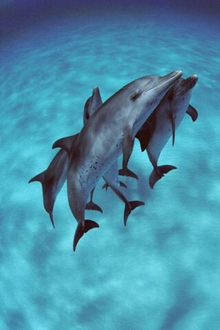 Dolphins