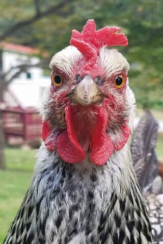 Furious Fowl: The Angry Chicken Strikes Back! 🐔💥