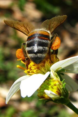 Buzzing Beauty: The Life of a Bee 🐝🌼