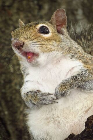 Eichhörnchen-Porträt