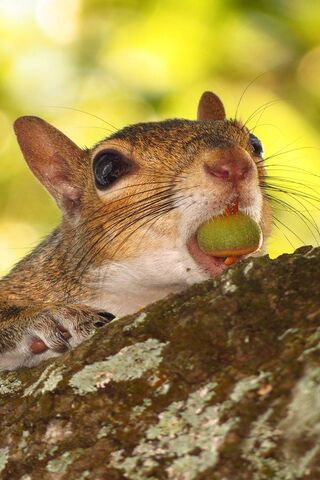 Nutty Delight: A Squirrel's Snack Time 🐿️🌰