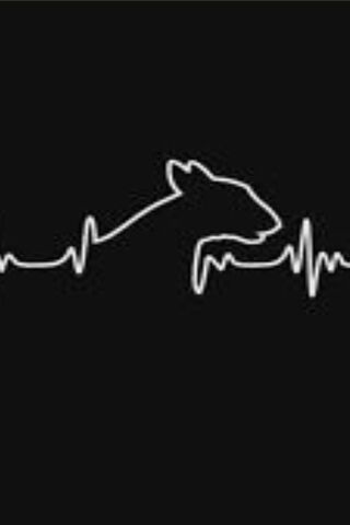 Heartbeat of a Bull Terrier ❤️🐾