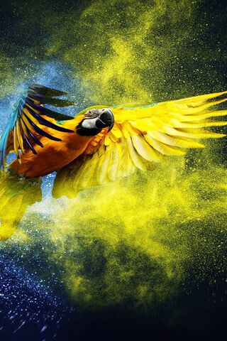 Soaring Colors: The Vib..