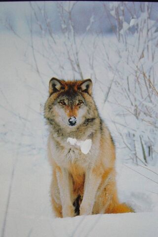 Majestic Winter Watcher: The Wolf Sit