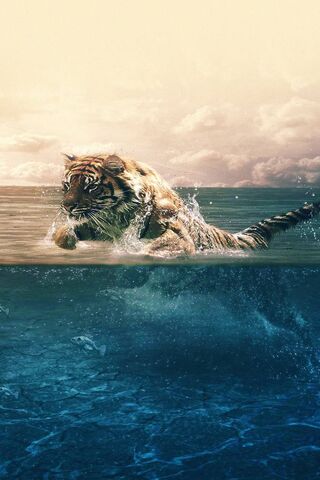 Tiger-Running- Sea