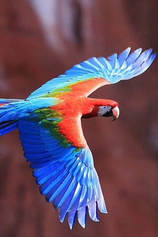 Colors Of Parrot