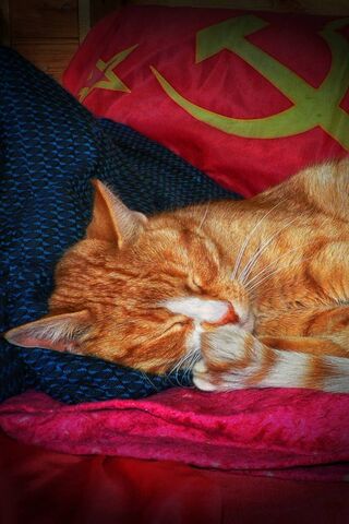 Snoozing in Red: The Soviet Cat Dream