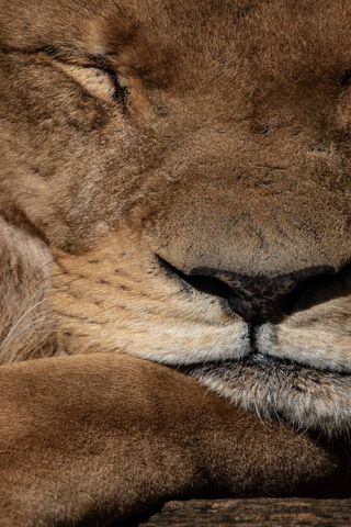 The Majestic Slumber of the King