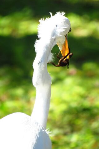 Majestic Hunter: The Eastern Great Egret in Action 🦅✨