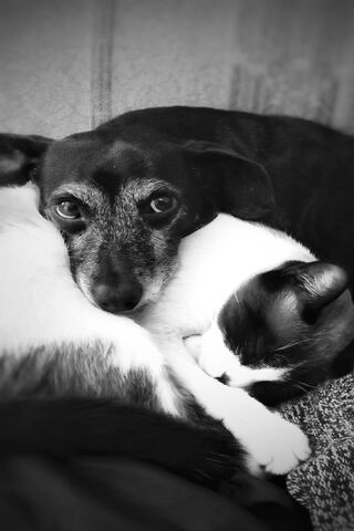 Paws and Claws: A Cozy Embrace 🐾❤️