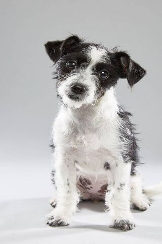 Puppy Bowl: Adorable Playtime Champions! 🐶🏆