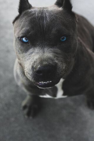 Boxer: The Loyal Guardi..