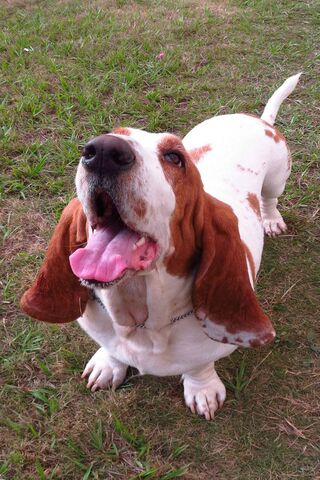 Basset Hound Bliss: A Happy Pup's Day Out! 🐶🌼