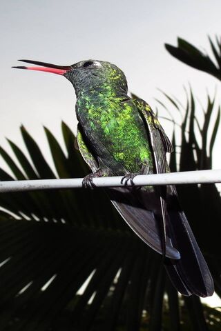 The Dazzling Hummingbird: Nature's Tiny Jewel 🌿✨