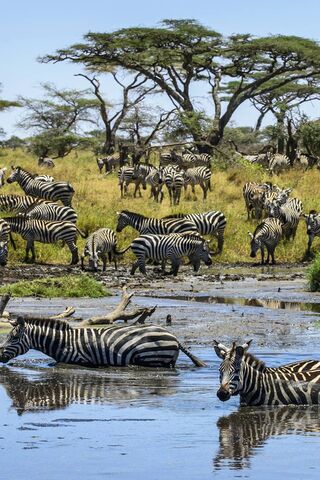 Zebra Paradise: Nature's Striped Wonders 🦓🌿