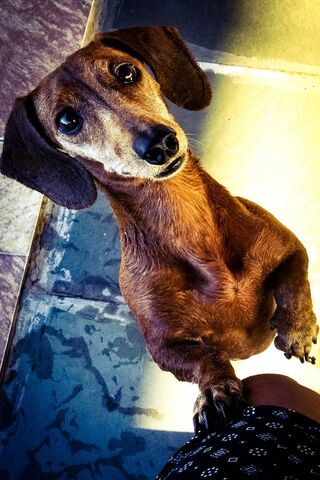 Cachorro's Curious Gaze 🐾