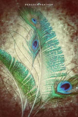 Peacock Feather Wallpaper - Download to your mobile from PHONEKY