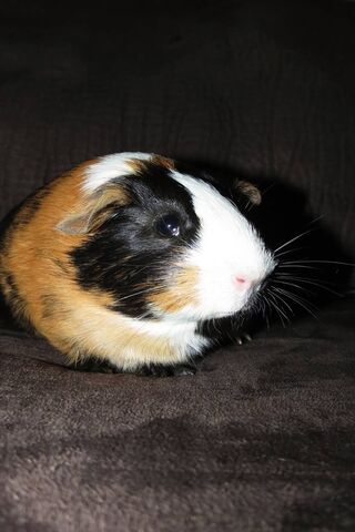 Cuddly Companion: The Adorable Guinea Pig 🐹❤️