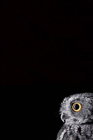 Amoled Black Owl