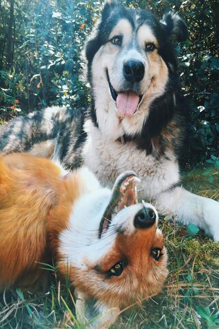 Furry Friends: A Playful Bond 🐶🦊