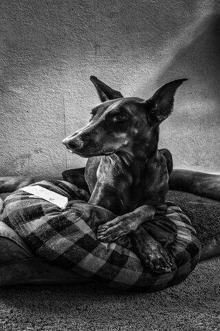 Cozy Canine Retreat 🐾