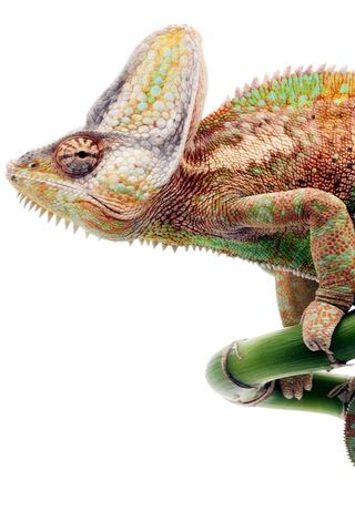 Nature's Colorful Masterpiece: The Chameleon