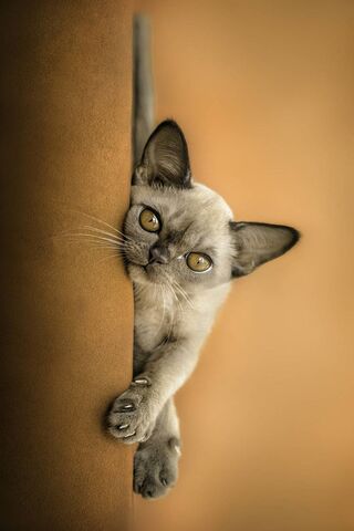 Cat Devon Rex