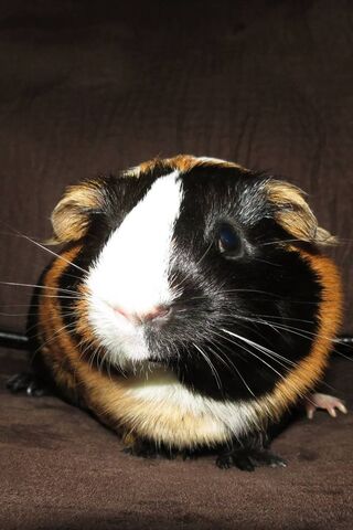 Cuddly Companion: The Adorable Guinea Pig 🐹❤️
