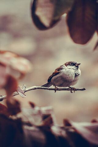 Anticipation in Nature