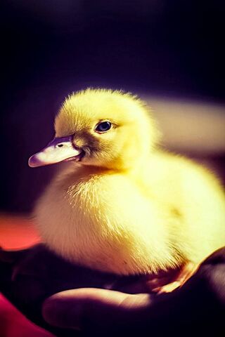 Sunny Days with a Duckling ☀️🐥