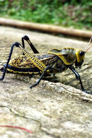 The Vibrant Green Cricket: Nature's Little Acrobat 🦗💚