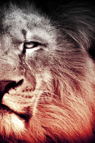 Majestic Roar: The King..