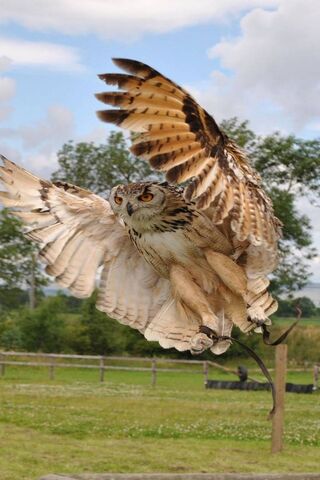 Majestic Flight: The Ow..