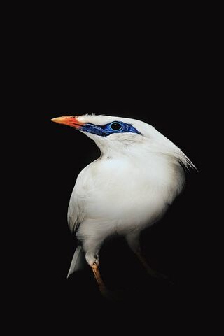 The Enigmatic Lenovo S5: A Feathered Wonder