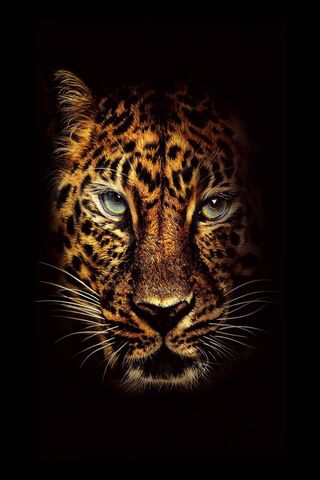 Leopard Hintergrund Lade Auf Dein Handy Von Phoneky Herunter