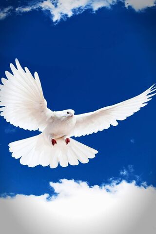Majestic Flight of the ..