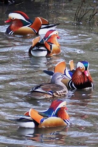 The Colorful Charm of Mandarin Ducks 🦆✨