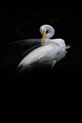 Elegance in White: The Majestic Egret 🦢✨