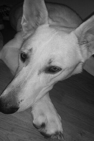 Gentle Guardian: The Heart of a German Shepherd 🐾❤️
