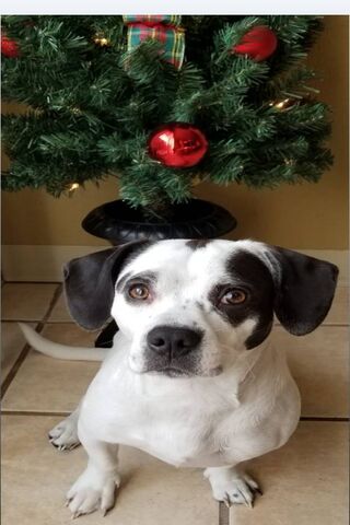 Lexi's Festive Cheer 🎄🐾