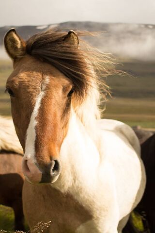 Majestic Mane: The Beauty of Horses 🐴✨
