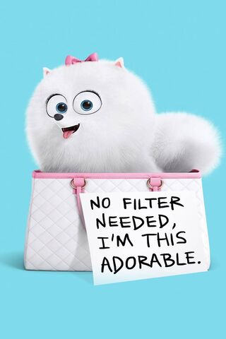 Gidget's Adorable Charm! 🐾💖