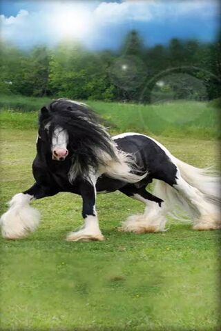 Majestic Mane: The Danc..