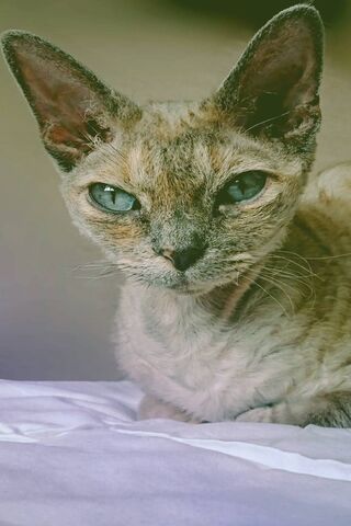 Elegant Elegance: The Allure of the Sphynx